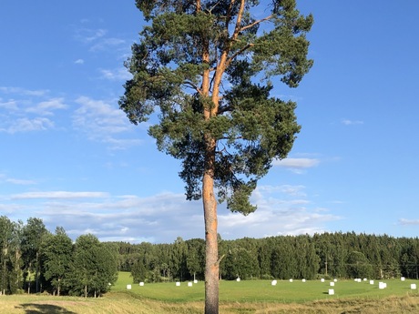 Erik Hellqvist