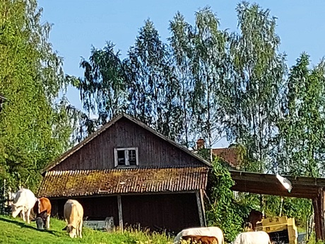 Lisbeth A. Boåsen