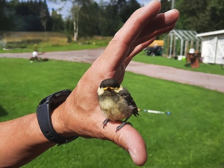 Lotta Lundh