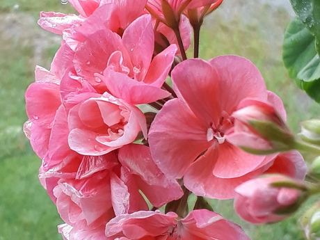 Peggy Lomarker
