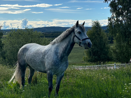 Margareta Lindberg